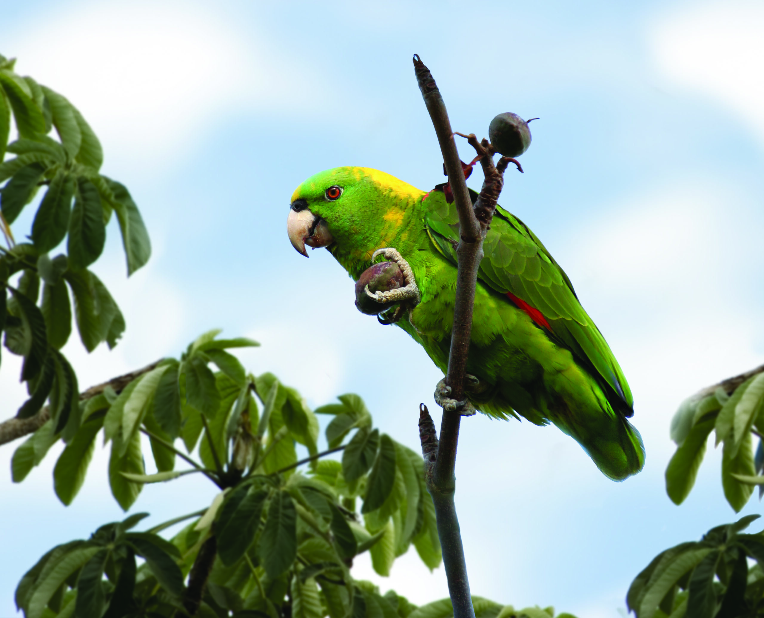 <br><br>Yellow-naped<br>Amazon<br>Conservation