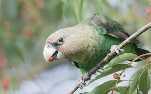 South Africa’s Cape parrots recognised as a separate species