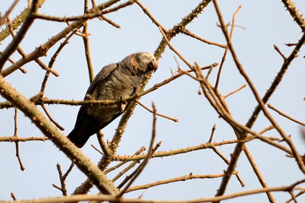 A wild Timneh Parrot perches in a tree