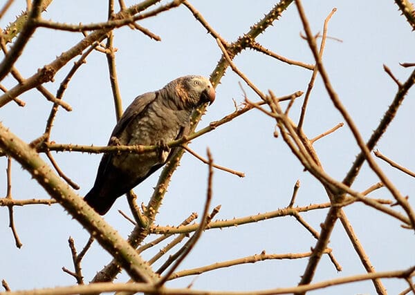 Timneh Parrots: Population and Habitat Studies