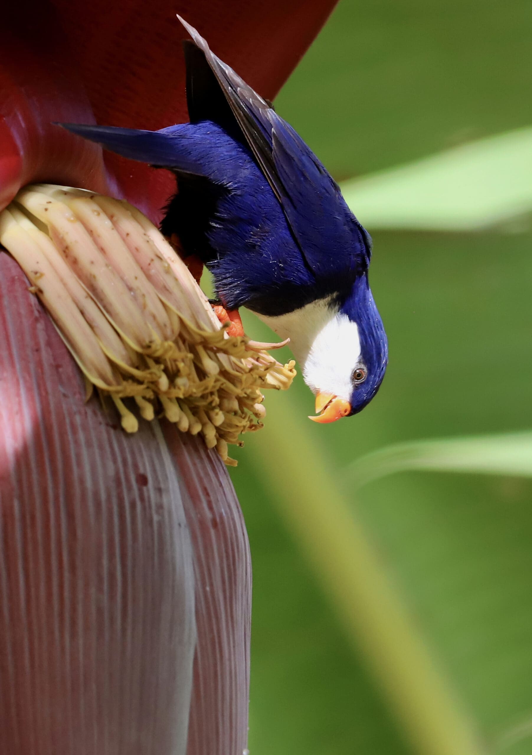 <br><br>South Pacific <br>Lorikeet <br>Recovery