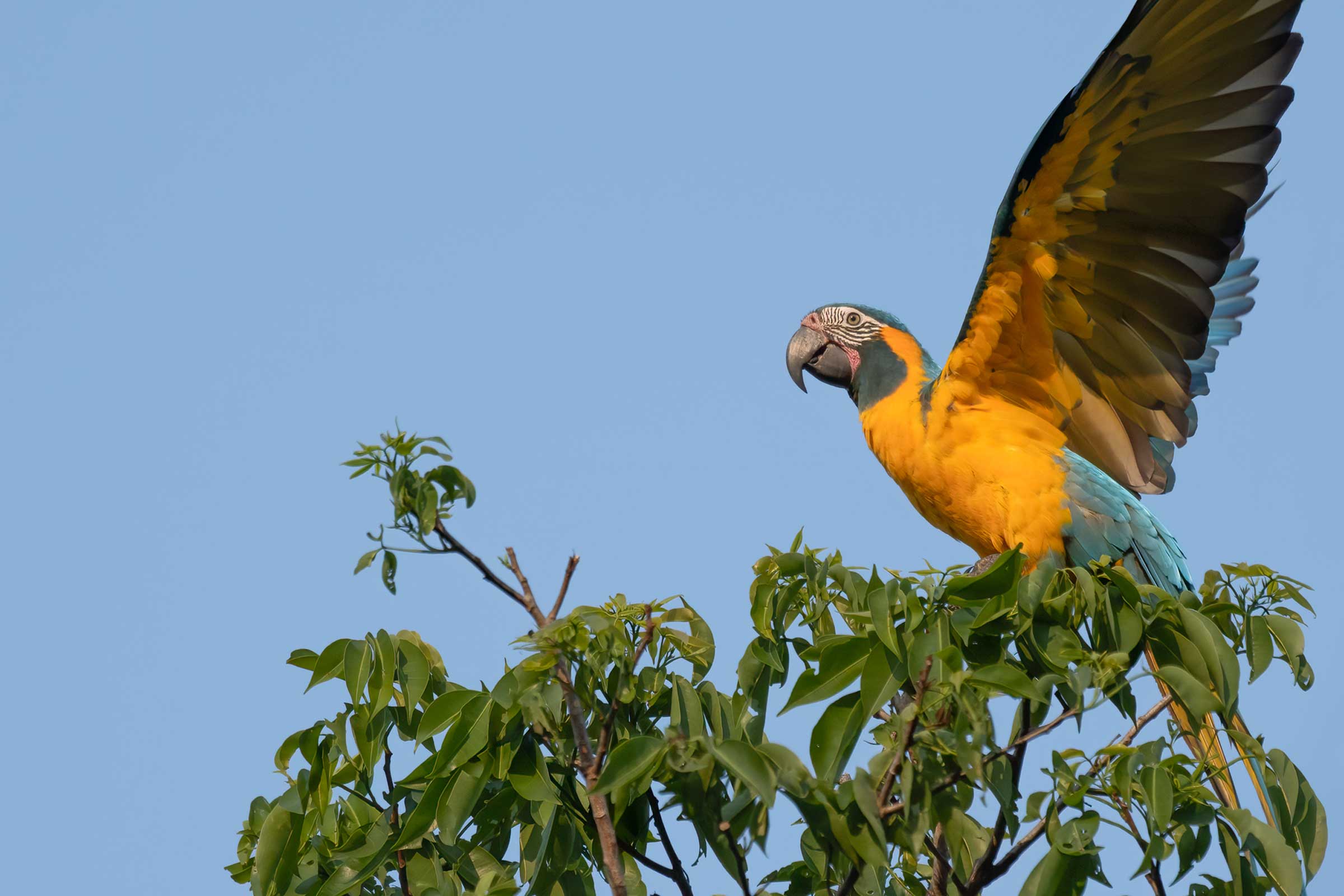 Helping parrots survive in the wild and thrive in our homes.