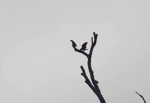 New hope for Timneh parrots in Sierra Leone