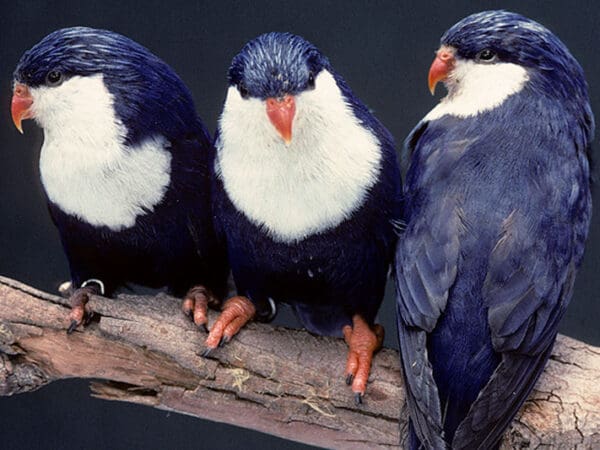 Blue Lorikeet Conservation