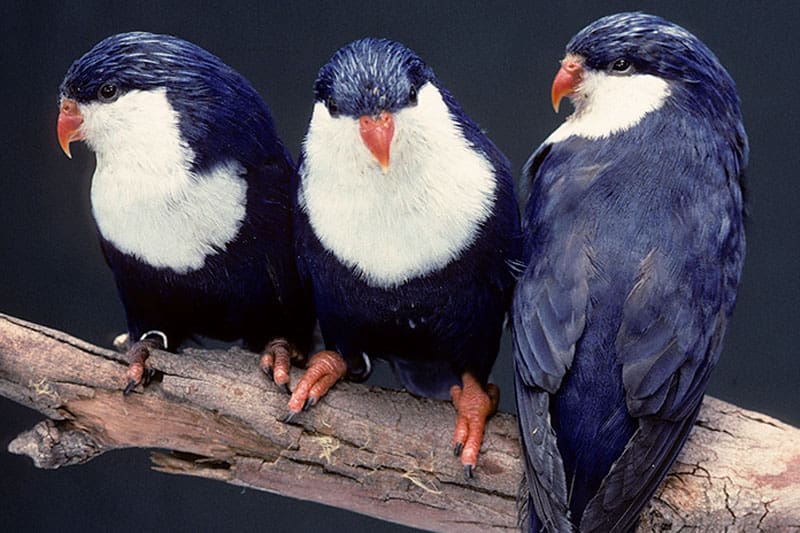 Blue Lorikeet Conservation