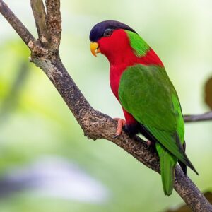 A wild Collared Lorikeet perches on a branch