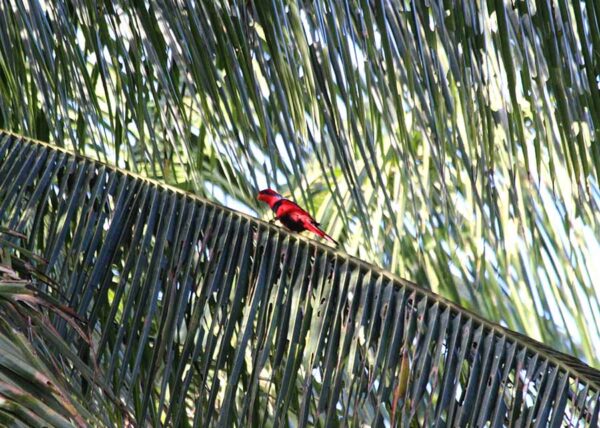 A wild Red-and-blue Lory perches on a palm frond