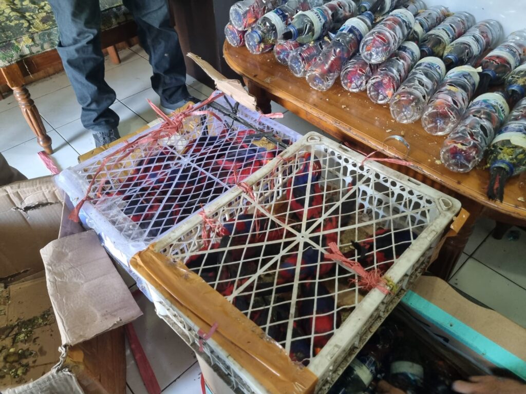 Confiscated Red-and blue Lories in crates