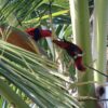 Wild Red-and-blue Lories climb in a palm tree