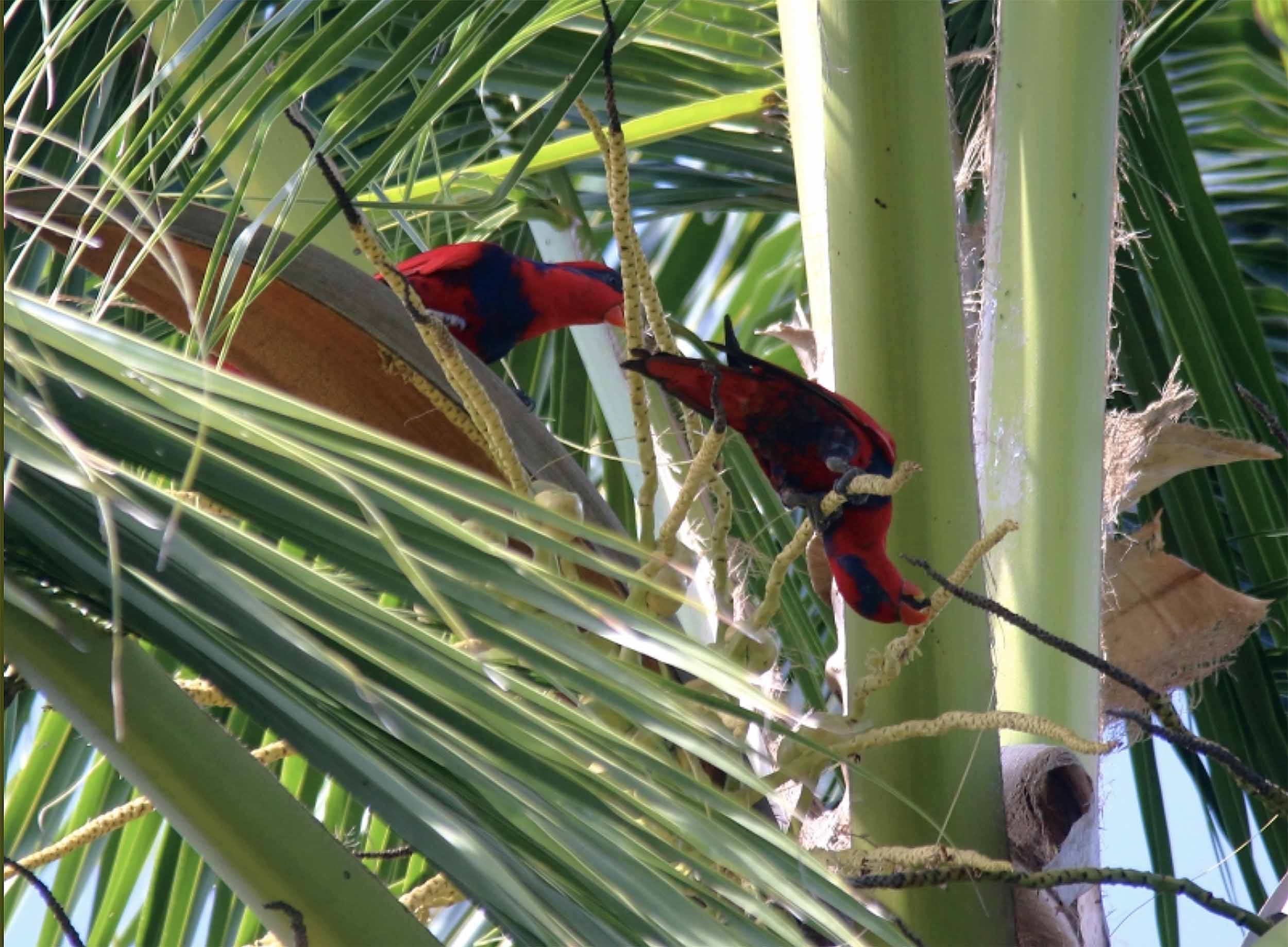 Red-and-blue Lories: Local Conservation and Education