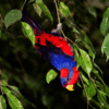 A Red-and-blue Lory dangles from a leafy stem