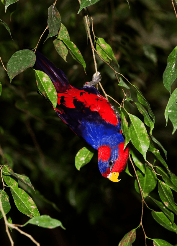 A Red-and-blue Lory dangles from a leafy stem