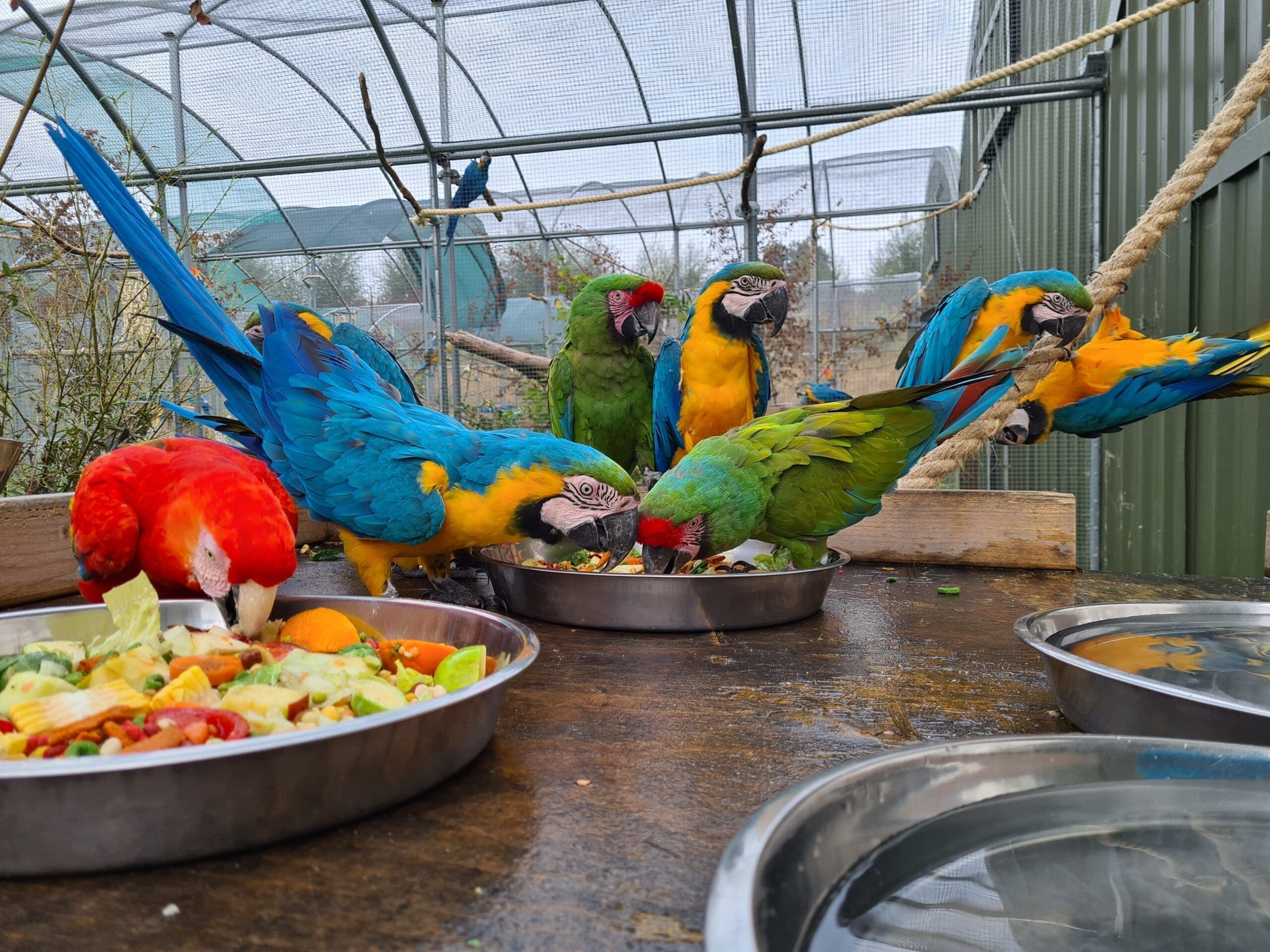 The Kiwa Centre for <br>Parrot Conservation and Welfare