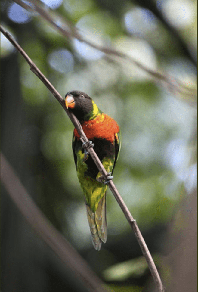 <br><br>Mitchell's Lorikeet<br>Recovery