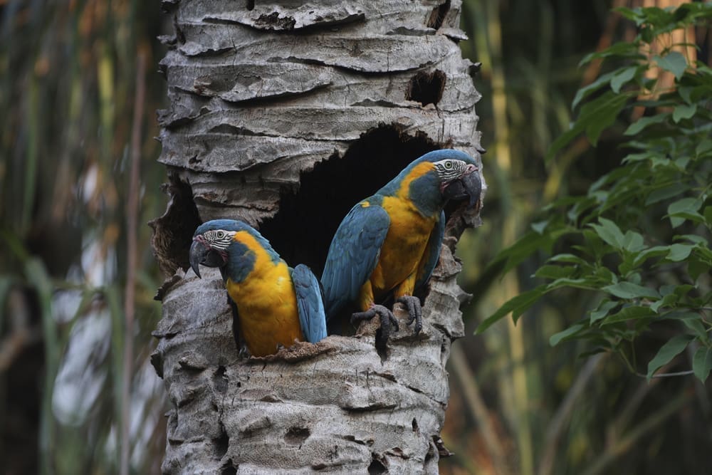 Blue-throated Macaw Conservation