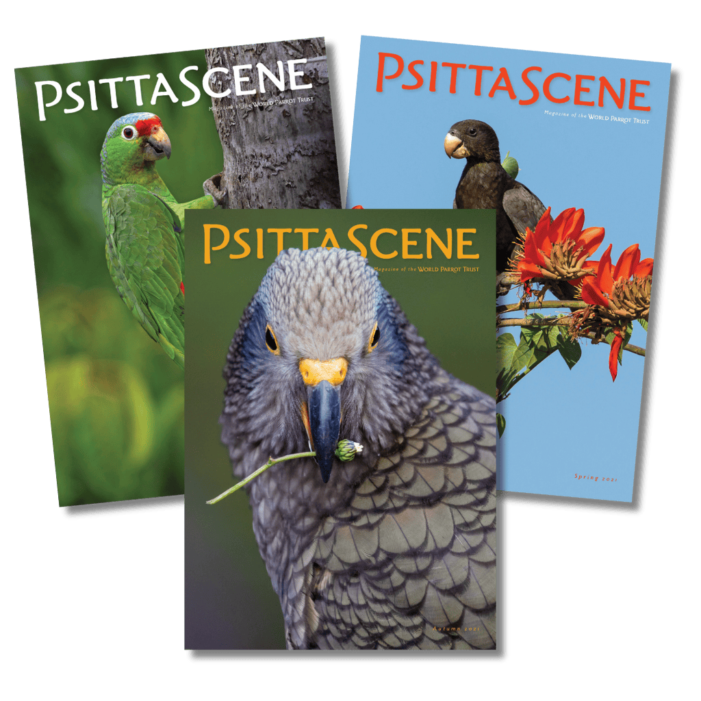 PsittaScene Cover bundle