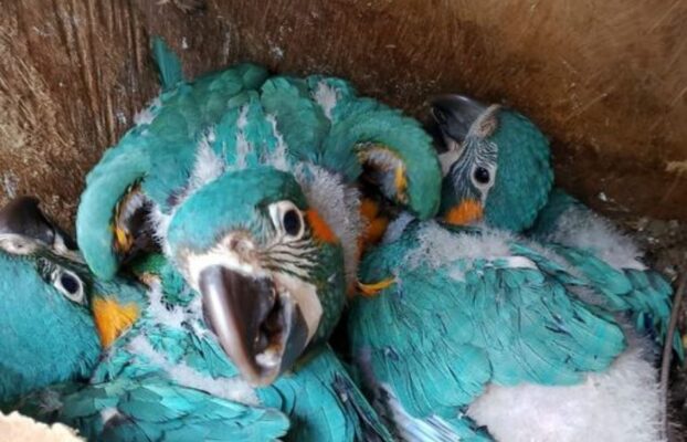 Blue-throated Macaw Nesting Season Begins with New Hope