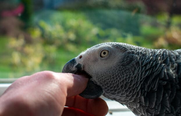 Biting Behaviour in Companion Parrots