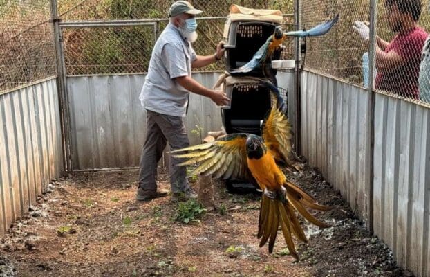 Blue-throated Macaws Return to Bolivia: A Vital Step for Species Survival