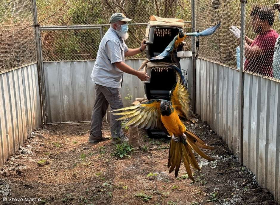 Blue-throated Macaws Return to Bolivia: A Vital Step for Species Survival