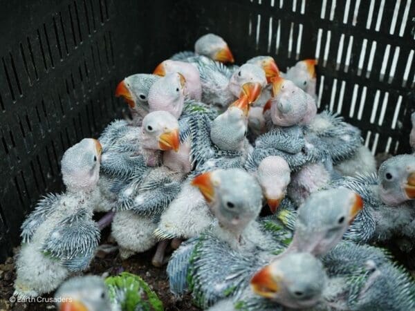 Uniting to Stop Parrot Trafficking