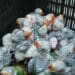 Confiscated Alexandrine Parakeet chicks await rescue