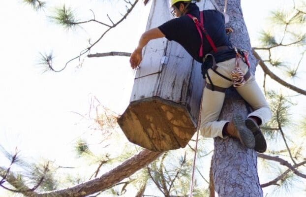 Protecting Military Macaws: Santuario de las Guacamayas Leads Conservation Efforts in Mexico