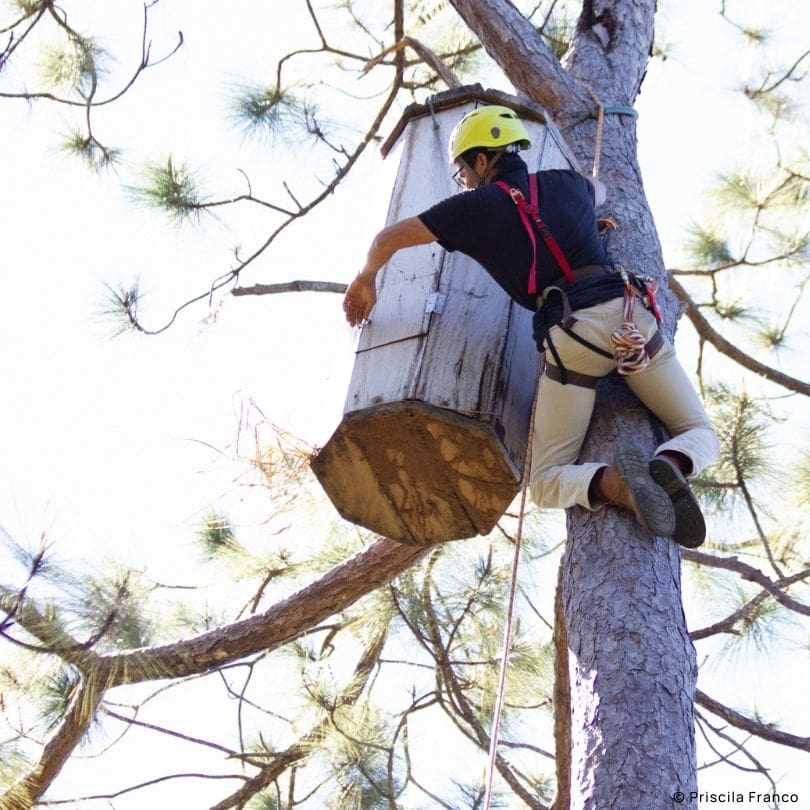 Protecting Military Macaws: Santuario de las Guacamayas Leads Conservation Efforts in Mexico