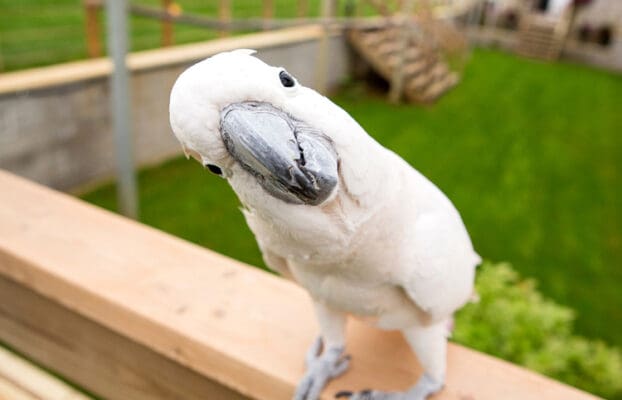 Understanding and Managing Parrot Aggression