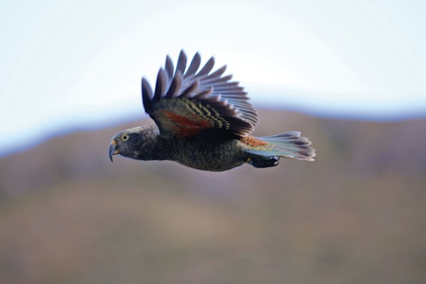 Kea Chicks Thrive in Rainbow Valley: Predator-Free Start to Breeding Season