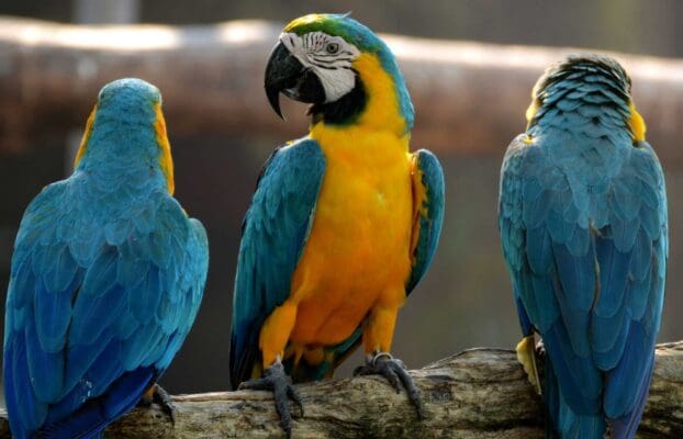 New WPT Study Warns of Risks in Expanding Captive-Bred Parrot Trade