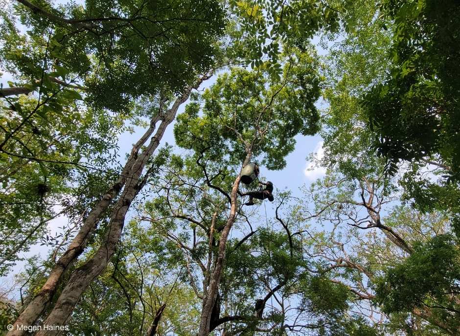 Scarlet Macaws Thriving in Copán: PRO-ALAS Monitors 43 Wild Nests