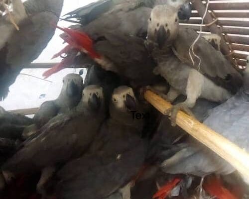 Innovative Legal Training Launched to Combat African Grey Parrot Trafficking in DRC