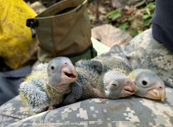 Puerto Rican Amazon chicks are examined by researchers