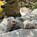 Puerto Rican Amazon chicks are examined by researchers