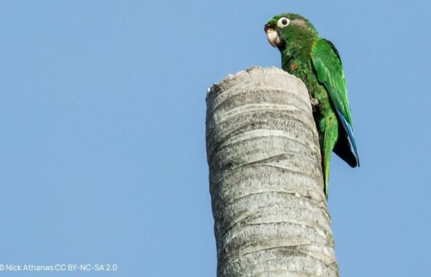 Community-Driven Conservation: Protecting the Santa Marta Parakeet in Colombia