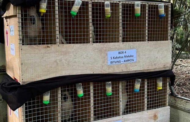 Successful Release of Rehabilitated Parrots in Indonesia