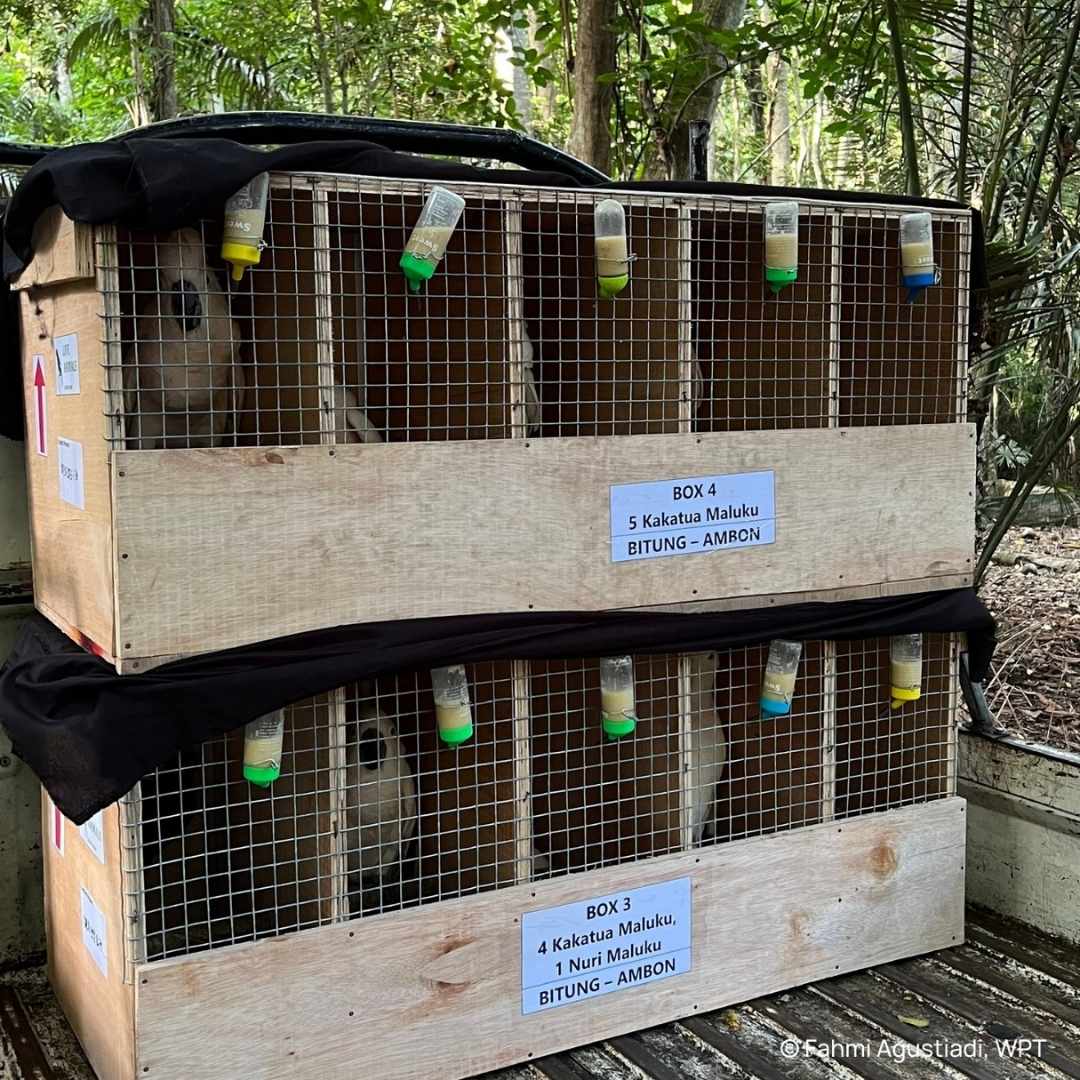 Successful Release of Rehabilitated Parrots in Indonesia