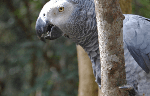 World Parrot Day X Space: Experts Unite to Protect Africa’s Parrots