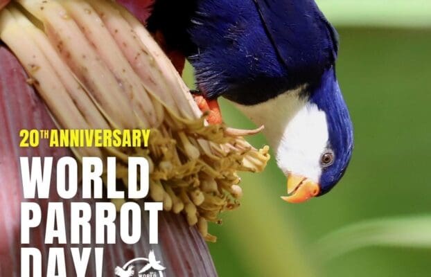 World Parrot Day Celebrates 20 Years of Protecting Parrots Worldwide