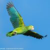 Yellow-shouldered Amazon in flight after being released on Aruba