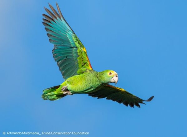 Yellow-shouldered Amazon in flight after being released on Aruba