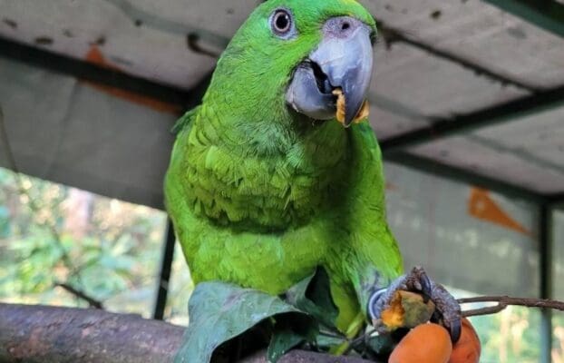 Second Chance for Yellow-naped Amazons: Successful Release in El Salvador