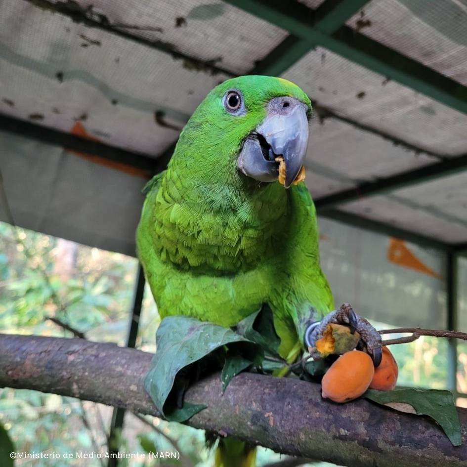 Second Chance for Yellow-naped Amazons: Successful Release in El Salvador